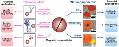 Label-free designed nanomaterials enrichment and separation techniques for phosphoproteomics based on mass spectrometry